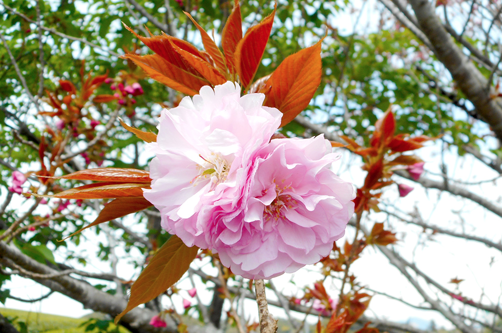 園内の桜開花状況